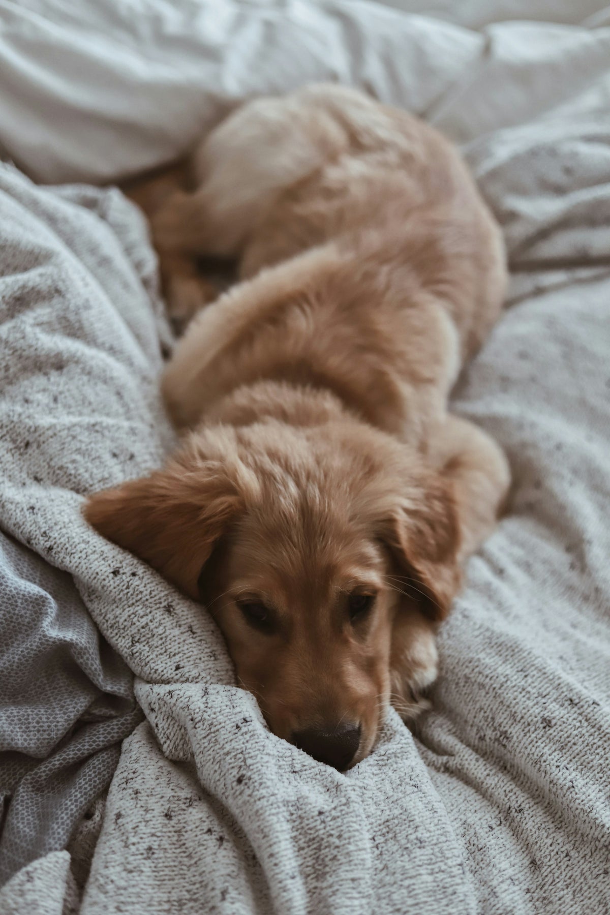 A cozy tan puppy resting on a blanket